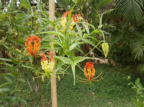 Flame lily seeds | Discovery Garden