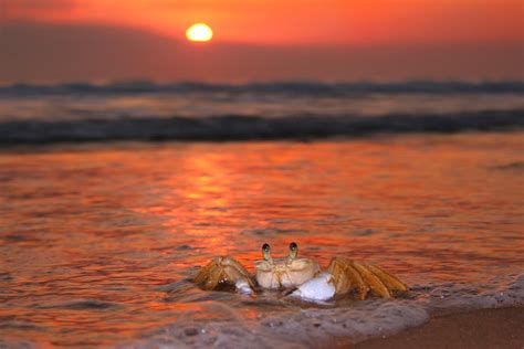 Crab Sun Beach - Free photo on Pixabay