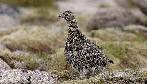 Plants & Animals That Live in the Tundra | Sciencing