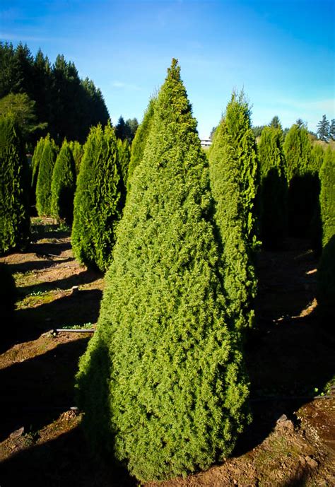 Dwarf Alberta Spruce For Sale Online | The Tree Center™