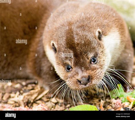 A European Otter Stock Photo - Alamy