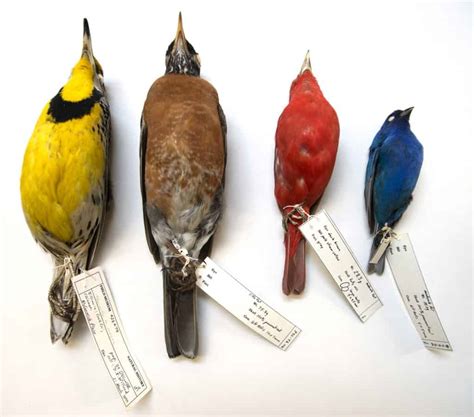 Climate warming changes bird migration timing and body size - The ...