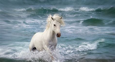 White Horse Running At Beach Wallpaper, Hd Image, Picture | Horses, Horse pictures, Beautiful horses