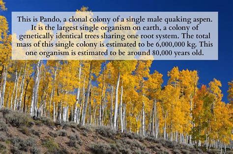 Pando - Democratic Underground | Science nature, Aspen, Science and nature