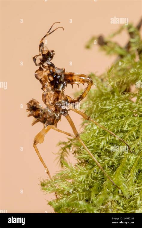 A macro close up of a Spiny Flower Praying Mantis' shedded external ...