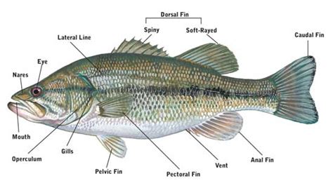 Fishes - Facts, Characteristics, Anatomy and Pictures