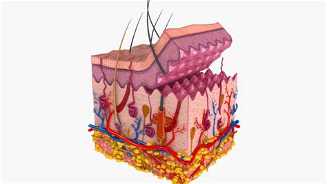 Pin on Anatomy 3D Models