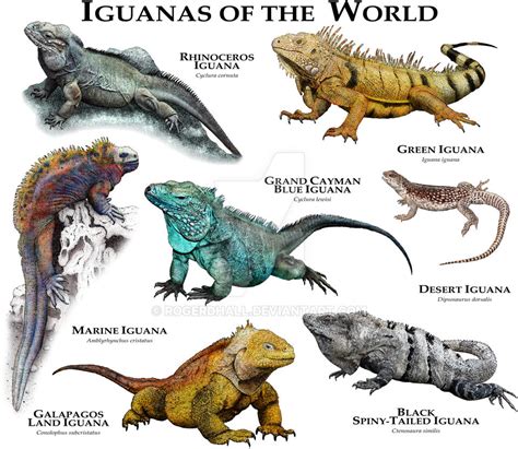 Iguanas of the World by rogerdhall on DeviantArt