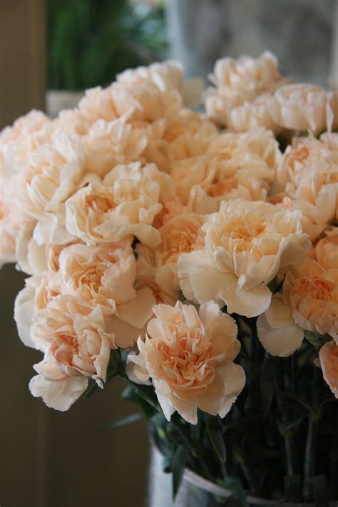 Pale Peach Lizzy Carnation (touch of blush) | Peach flowers, Carnation flower, Beautiful flowers