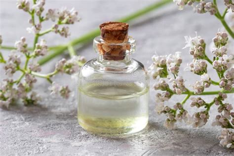 A Bottle Of Valerian Essential Oil With Valerian Twigs Stock Photo ...