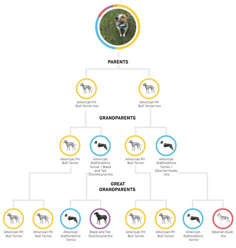 Embark Dog Breed Identification DNA Test [2022 Review]