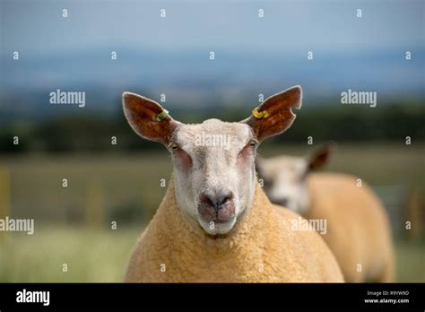 Charollais sheep on pasture in Cumbria, UK Stock Photo - Alamy