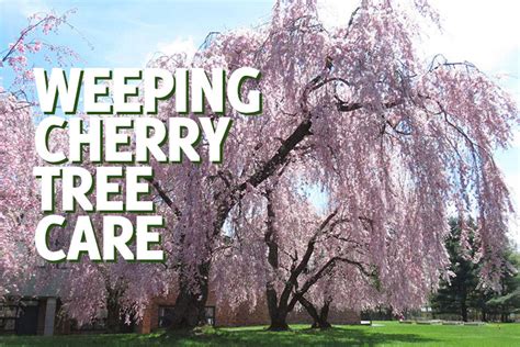 Weeping Cherry Tree Care & Information - GardenHugs.com