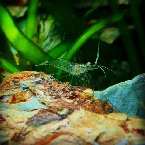 Ghost Shrimp Profile: Size, Lifespan, Diet & Care