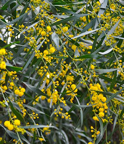 Acacia Saligna | Drought Tolerant Trees | San Diego