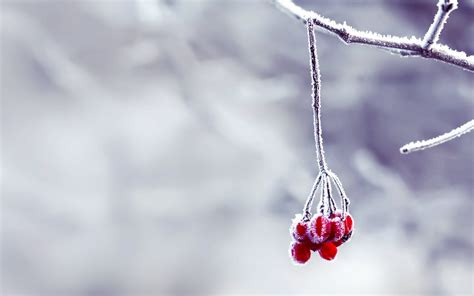 Red Snow Wallpapers - Top Free Red Snow Backgrounds - WallpaperAccess