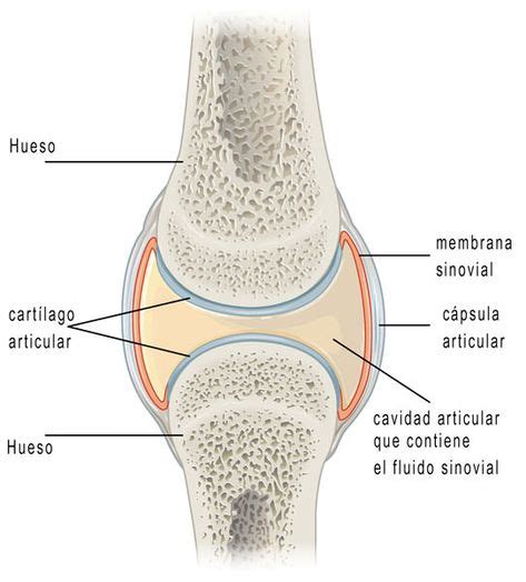 Dolor de articulaciones, cómo mejora el líquido sinovial | Anatomia ...