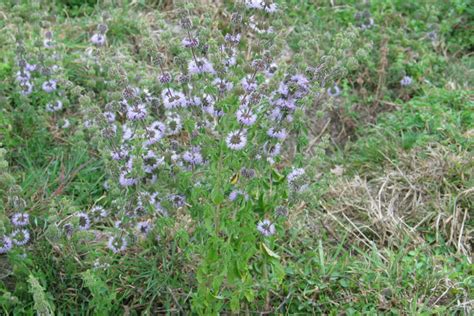 Pennyroyal - Plateau Sprayers & Earthmoving