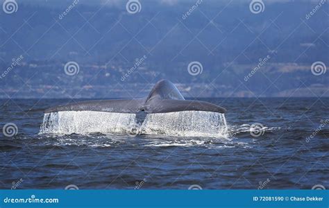 Blue Whale Fluke stock photo. Image of mammal, krill - 72081590