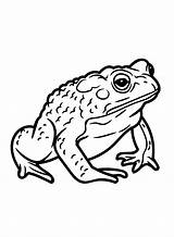 Images Toad Coloring Page  Free Printable Pages sketch template