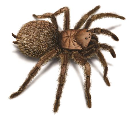 Tarantula Facts & Information - Tarantula Spider Trivia