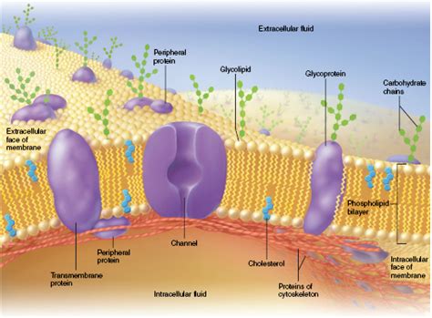 Here is a picture of the phospholipid bilayer. This membrane surrounds ...