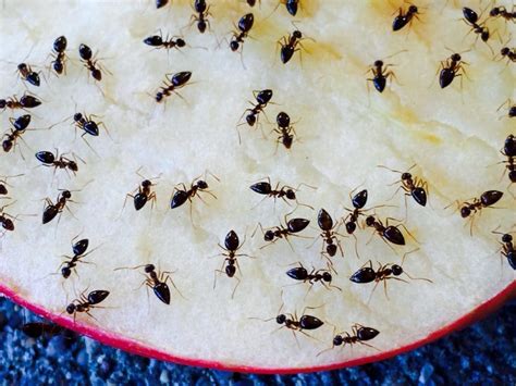 Ant Species that Invade Your Home - Sigma Pest Control