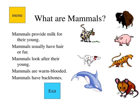 PPT - Mammal Groups by Dave Allen PowerPoint Presentation, free download - ID:356378