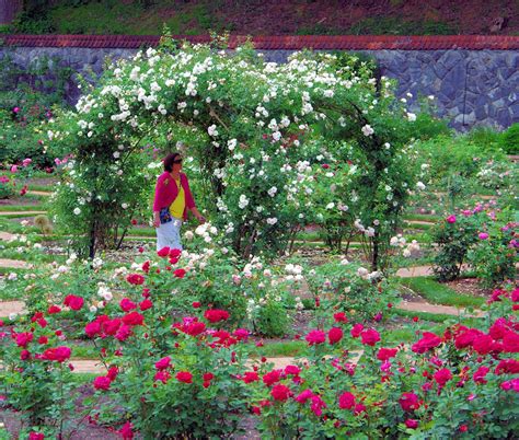 Asheville Botanical Gardens Winter - Beautiful Insanity