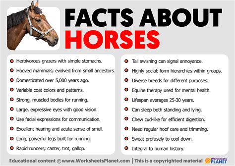 Facts about Horses