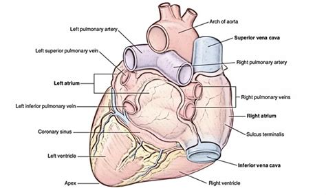 Pulmonary Veins – Earth's Lab