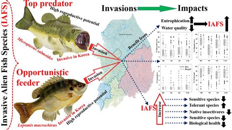 Water | Free Full-Text | Relative Abundance and Invasion Dynamics of Alien Fish Species Linked ...