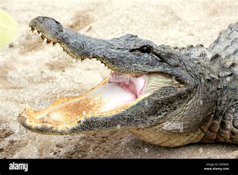 Alligator with Mouth Open Stock Photo - Alamy