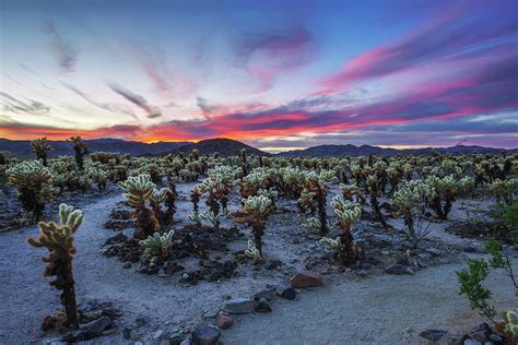 Cholla Cactus Garden in Joshua Tree National Park at sunset Photograph ...