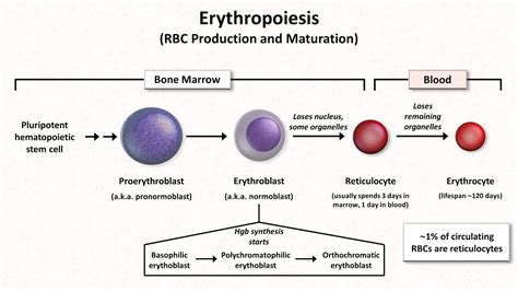 Red Blood Cell Development Stages