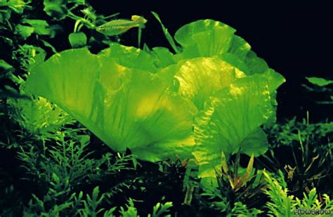 Nuphar japonica - Flowgrow Aquatic Plant Database