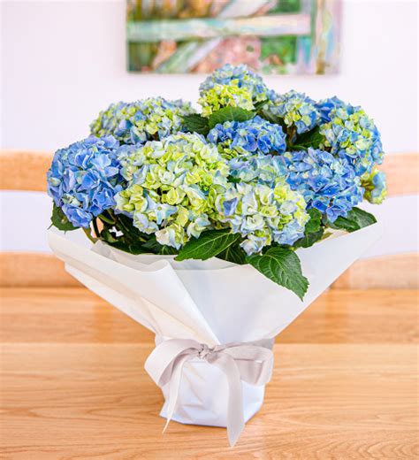 Blue Hydrangea | Beautiful & Affordable House Plants