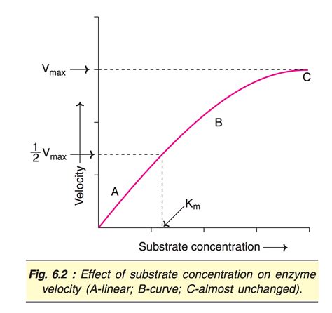 Enzyme Activity Enzyme Concentration Graph