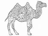 Printable Camel Coloring Pages sketch template