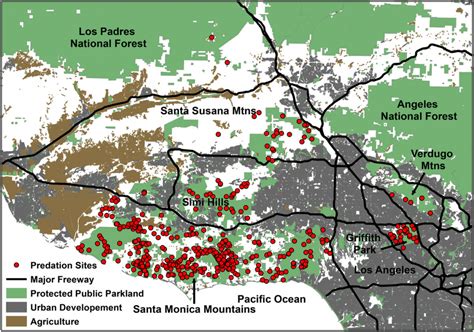 Where Do Mountain Lions Hunt In Los Angeles? - The Verge - Mountain ...