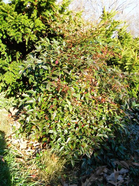 Nandina domestica 'Harbour Dwarf' (Harbour Dwarf Nandina) | North Carolina Extension Gardener ...