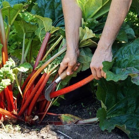 How to Grow and Care for Rhubarb | Growing rhubarb, Perennial ...