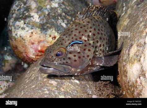 Palemargin Grouper, Epinephelus bontoides, with a Bluestreak Cleaner Fish, Labroides dimidiatus ...