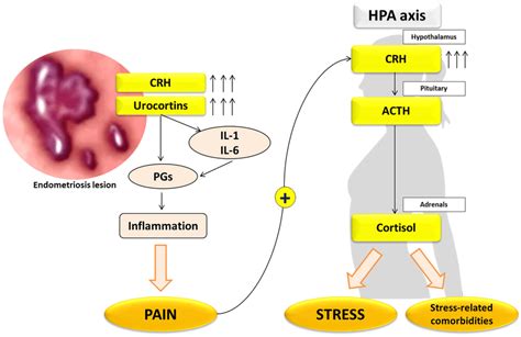 Hypothalamus–pituitary–adrenal (HPA) axis and stress hormones in... | Download Scientific Diagram