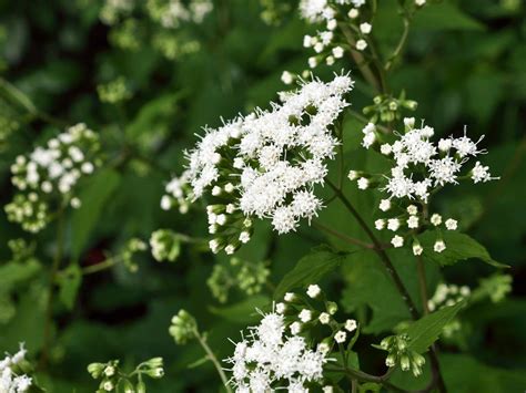 White Snakeroot Facts – Learn About Snakeroot Plant Uses In Gardens | Gardening Know How