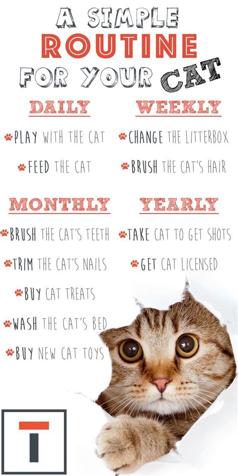 Here is a Simple Routine for your Cat! #Routine #Cat in 2020 | Pet care ...