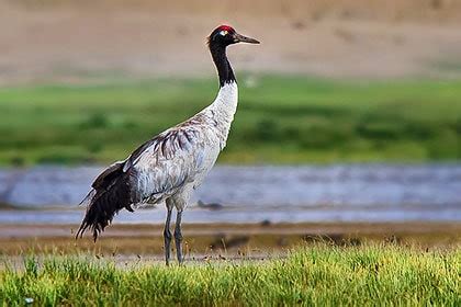 Wildlife of Ladakh: 20 mammals & birds - Ju-Leh Adventure