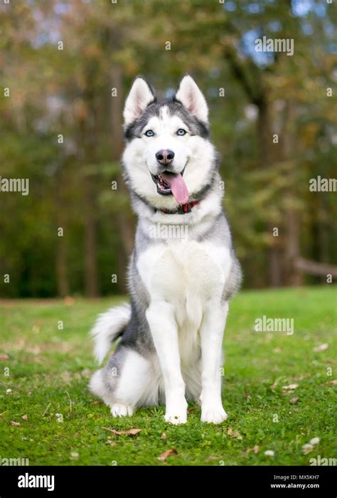 A purebred Siberian Husky dog panting outdoors Stock Photo - Alamy