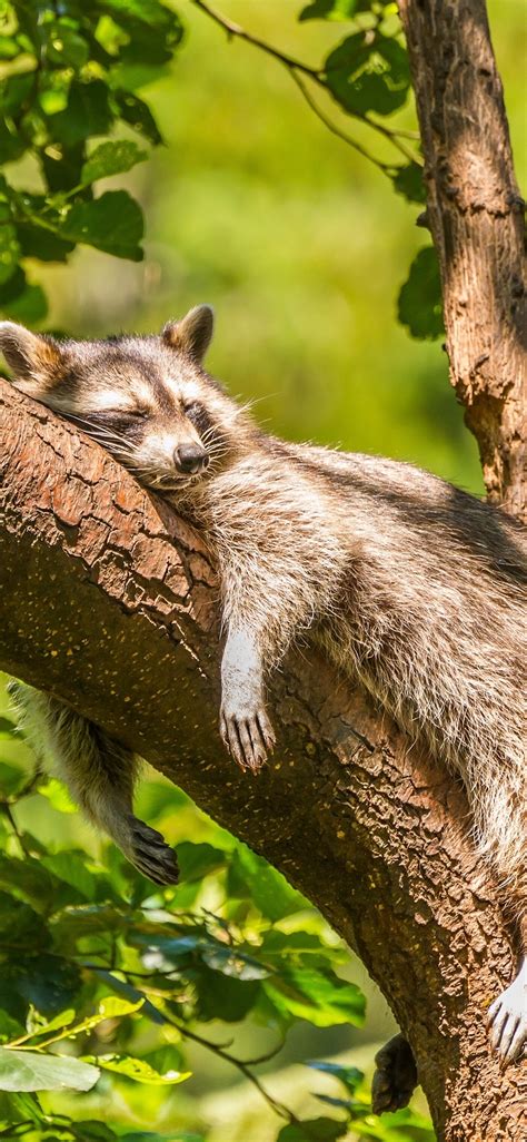 Wallpaper Raccoon sleep on tree 3840x2160 UHD 4K Picture, Image