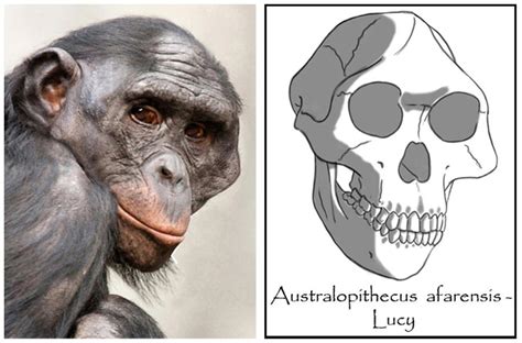 Australopitecus afarensis - female (Lucy) by babanovac0232 on DeviantArt